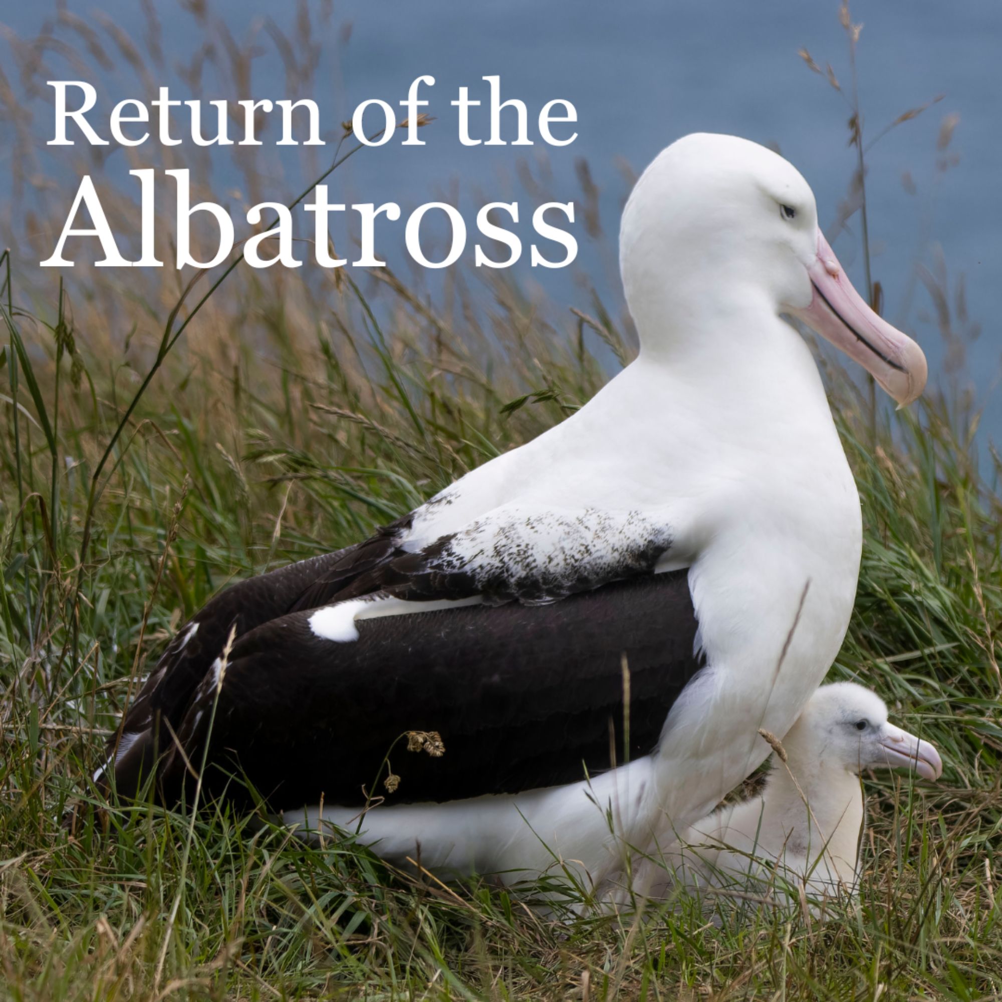 Podcast Image featuring a photo of an Albatross and its chick